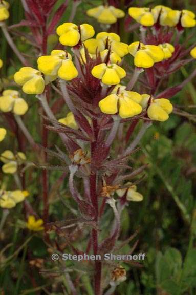 triphysaria eriantha 6 graphic